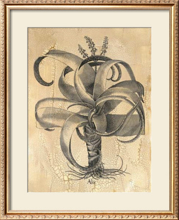 Besler Aloe by Basilius Besler Pricing Limited Edition Print image