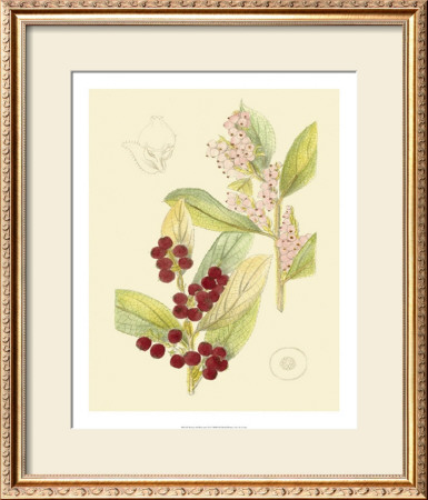 Berries And Blossoms Vi by Samuel Curtis Pricing Limited Edition Print image
