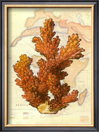Exotic Map With Coral Iii by Deborah Bookman Pricing Limited Edition Print image