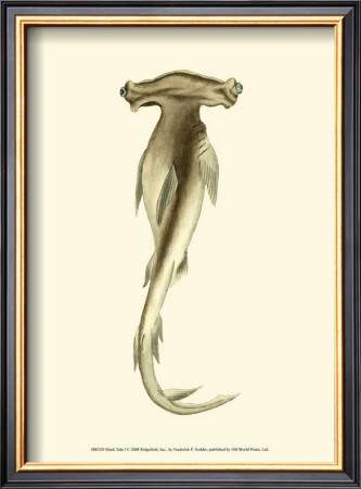 Shark Tale I by Frederick P. Nodder Pricing Limited Edition Print image