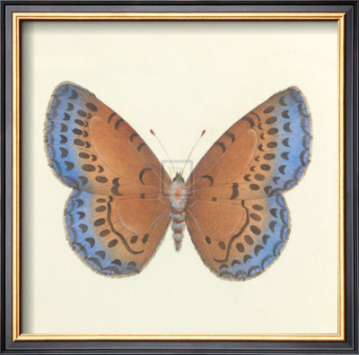 Butterfly Iii by Sophie Golaz Pricing Limited Edition Print image