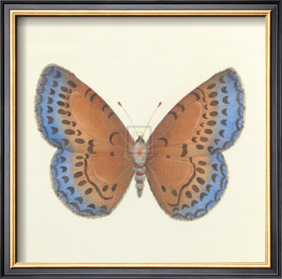 Butterfly Iii by Sophie Golaz Pricing Limited Edition Print image