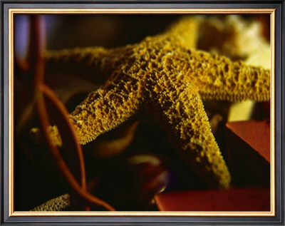 Starfish Iv by Philip Clayton-Thompson Pricing Limited Edition Print image