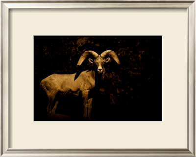 Western Ram by Jim Tunell Pricing Limited Edition Print image