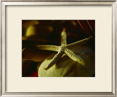Starfish Iii by Philip Clayton-Thompson Pricing Limited Edition Print image