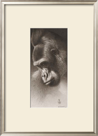 Silver Back, The Gorilla by Robert L. Caldwell Pricing Limited Edition Print image