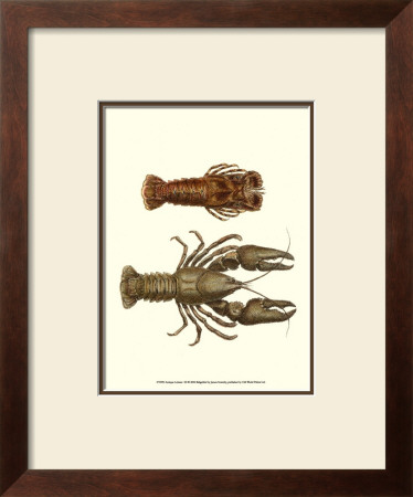 Antique Lobster Iii by James Sowerby Pricing Limited Edition Print image