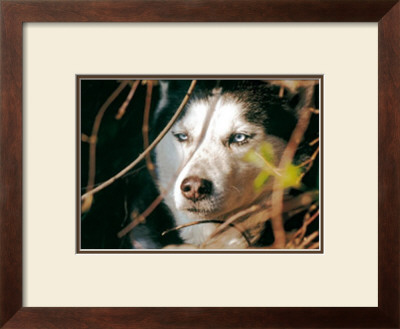 Le Loup by Pierre Douay Pricing Limited Edition Print image