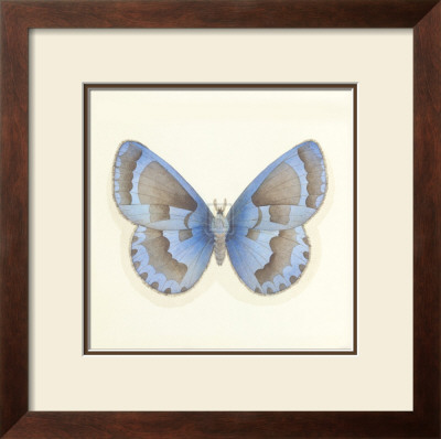 Butterfly Vii by Sophie Golaz Pricing Limited Edition Print image