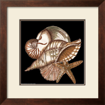 Designer Shells Ii by Debbie Dewitt Pricing Limited Edition Print image