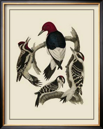 Bird Family Iii by A. Lawson Pricing Limited Edition Print image