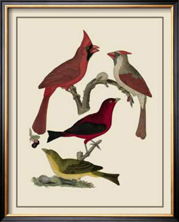 Bird Family Iv by A. Lawson Pricing Limited Edition Print image