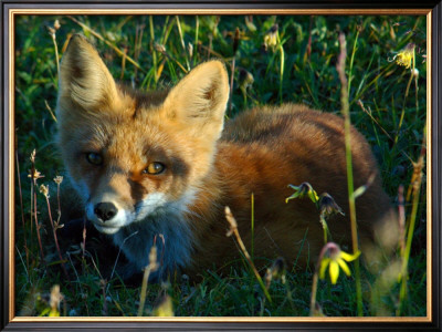 Fox In Alaska Spring Flowers by Charles Glover Pricing Limited Edition Print image