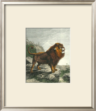 Lion, Barbary by Friedrich Specht Pricing Limited Edition Print image