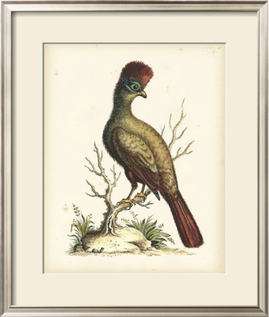 Regal Pheasants Iv by George Edwards Pricing Limited Edition Print image