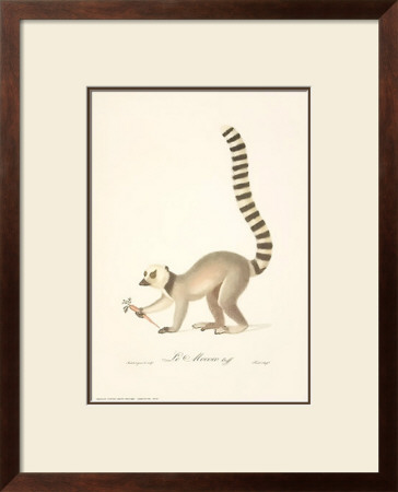 Monkeys: Le Mococo by Jean-Baptiste Audebert Pricing Limited Edition Print image