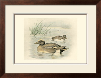 Wigeon by F.W. Frohawk Pricing Limited Edition Print image
