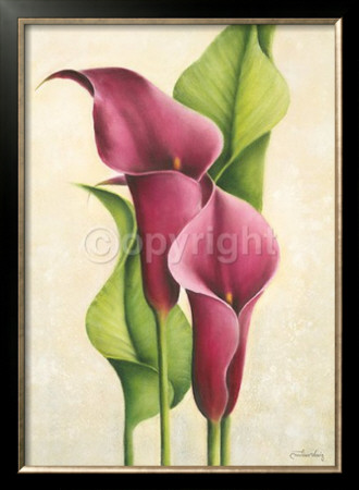Purple Callas by Caroline Wenig Pricing Limited Edition Print image