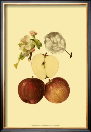 Ripe For Harvest Iv by Heinrich Pfeiffer Pricing Limited Edition Print image