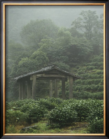 Rejuvenate: Tea Plantation by Sharon Woodruff Pricing Limited Edition Print image