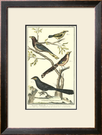 Bird Family Iv by Martinet Pricing Limited Edition Print image