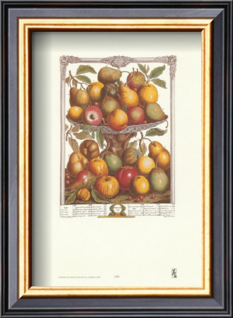 Twelve Months Of Fruits, 1732, February by Robert Furber Pricing Limited Edition Print image