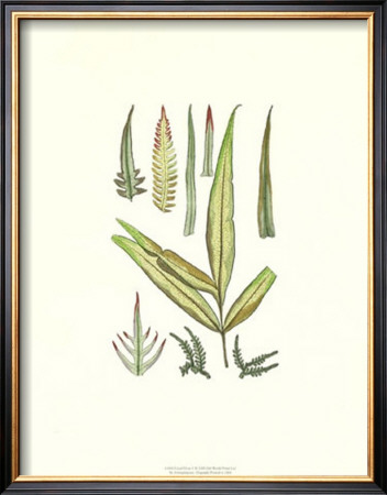 Fossil Flora V by Ettingshausen Pricing Limited Edition Print image