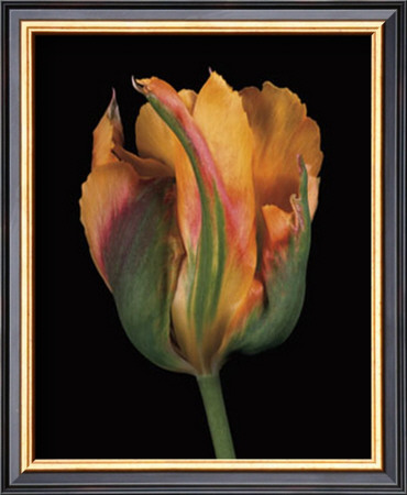 Tulipa Golden Artist by Derek Harris Pricing Limited Edition Print image