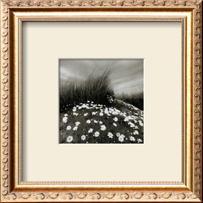 Sand Daisies by Chip Forelli Pricing Limited Edition Print image