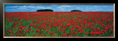 Cotswolds, Field Of Poppies by Tom Mackie Pricing Limited Edition Print image