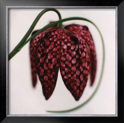 Chocolate Lily by June Hunter Pricing Limited Edition Print image