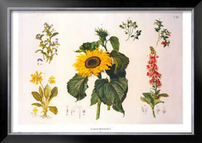 Country Botanicals I by Anton Hartinger Pricing Limited Edition Print image