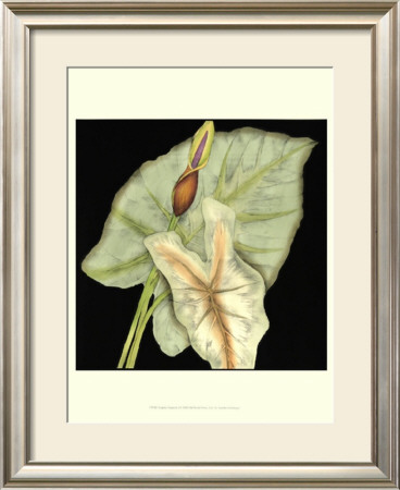 Graphic Tropicals I by Jennifer Goldberger Pricing Limited Edition Print image