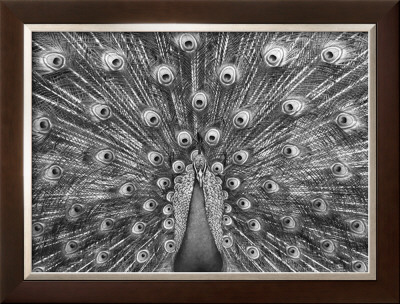 Proud Peacock by Charlie Morey Pricing Limited Edition Print image