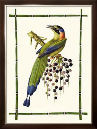 Rain Forest Toucan Ii by Jean-Theodore Descourtiz Pricing Limited Edition Print image