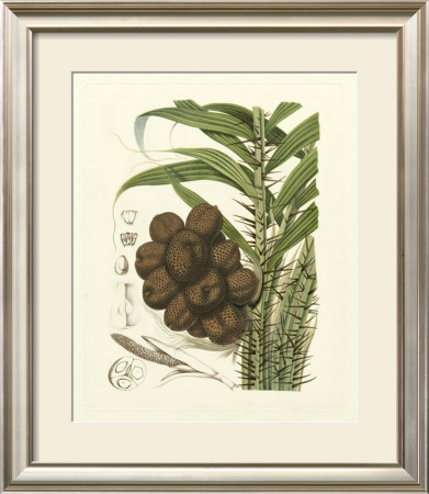 Island Fruits I by Berthe Hoola Van Nooten Pricing Limited Edition Print image