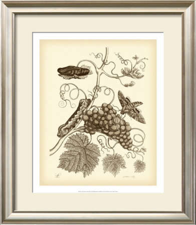 Nature Study In Sepia Iii by Maria S. Merian Pricing Limited Edition Print image