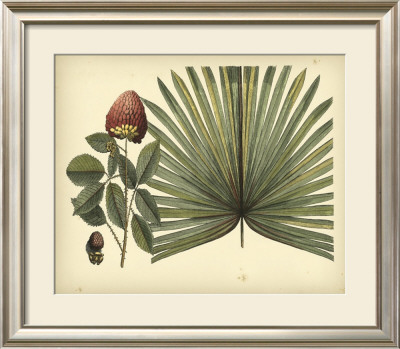 Antique Brazilian Palm by Sir Hans Sloane Pricing Limited Edition Print image