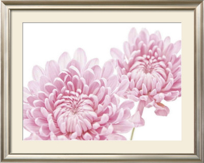 George by Fossey Chrysanthemun In Bloom Pricing Limited Edition Print image