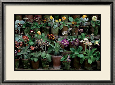 Mary Keen's Auriculas by Tessa Traeger Pricing Limited Edition Print image