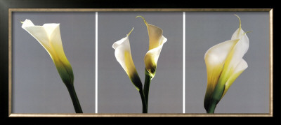 Grey Callas by Helvio Faria Pricing Limited Edition Print image