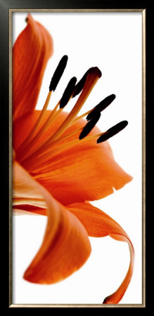 Fleur De Lys by Guillaume Plisson Pricing Limited Edition Print image