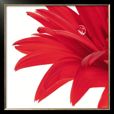 Gerbera Rouge by Guillaume Plisson Pricing Limited Edition Print image
