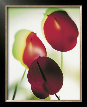 Transparente Blüten Iii by Joern Zolondek Pricing Limited Edition Print image