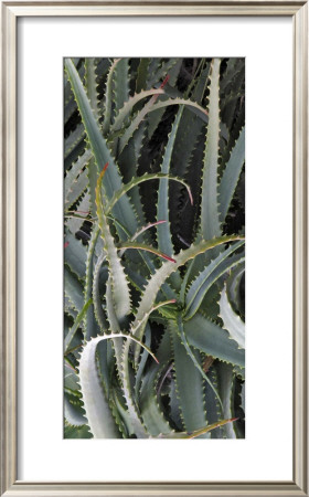 Prickly Cactus by Rachel Perry Pricing Limited Edition Print image