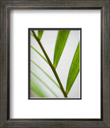 Fragile Green by Sara Deluca Pricing Limited Edition Print image