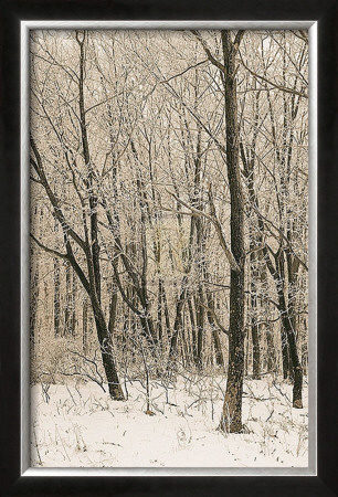 Woodland Snow Ii by Adam Brock Pricing Limited Edition Print image
