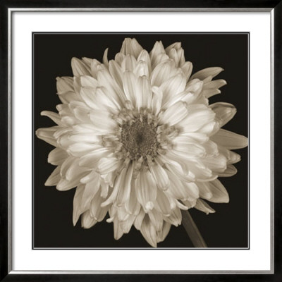 Floral by Prades Fabregat Pricing Limited Edition Print image