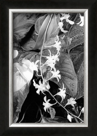 Floral Elegance I by Laura Denardo Pricing Limited Edition Print image