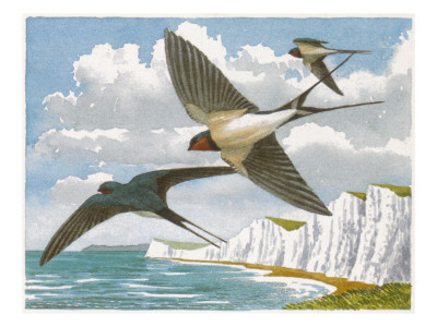 Swallows (Hirundo Rustica) by Robert Gillmor Pricing Limited Edition Print image